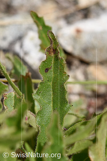 Foto: Weissliches Habichtskraut (Hieracium intybaceum). Blatt.