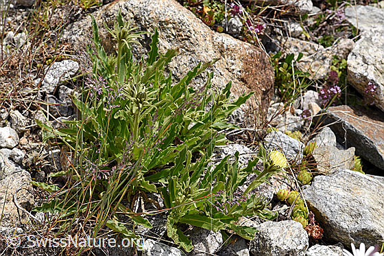 Foto: Weissliches Habichtskraut (Hieracium intybaceum). Ganze Pflanze (Habitus).
