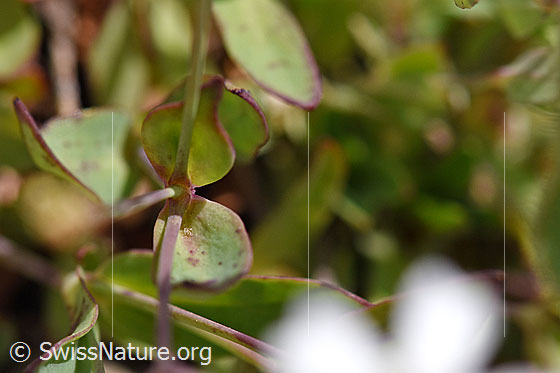 Foto: Felsen-Leimkraut (Silene rupestris). Stängel und Blätter.