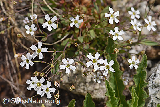 Foto: Felsen-Leimkraut (Silene rupestris). Ganze Pflanze (Habitus)