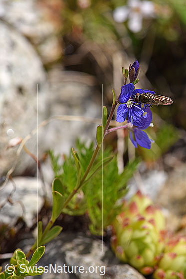 Foto: Felsen-Ehrenpreis (Veronica fruticans). Blätter.
