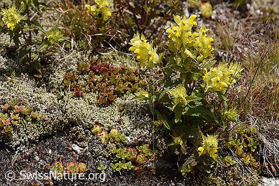 Foto: Schmalblättriger Klappertopf (Rhinanthus glacialis). Ganze Pflanze. Wird auch Grannen-Klappertopf und Begrannter Klappertopf genannt.