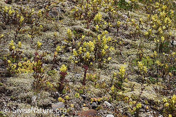Photo: Rhinanthus glacialis. Several specimens in wonderful dry grassland.