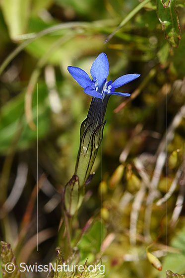 Foto: Schnee-Enzian (Gentiana nivalis). Kelch und Blüte.