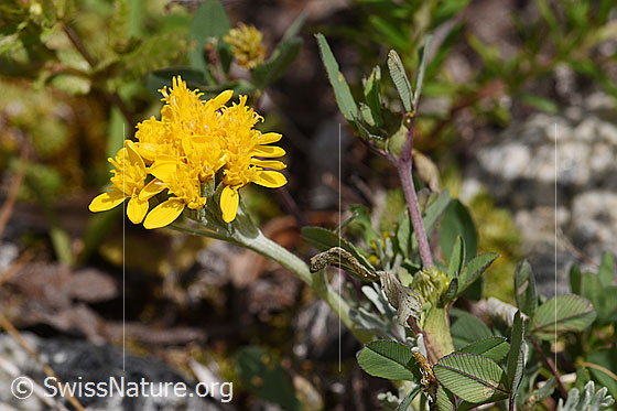 Photo: Senecio incanus. Blossom and stem.