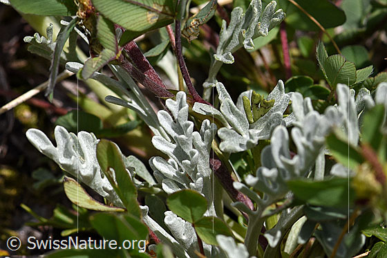 Photo: Senecio incanus. Leaves.