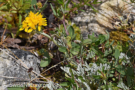 Photo: Senecio incanus. Whole plant (habiti).