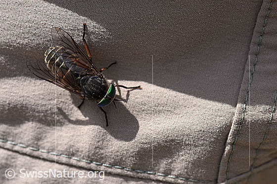 Hybomitra montana (Bremse)