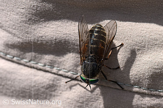 Foto: Wahrscheinlich Hybomitra montana (Bremse). Weibchen. Ansicht von oben.