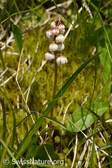 Foto: Wahrscheinlich Kleines Wintergrün (Pyrola minor). Ganze Pflanze (Habitus).