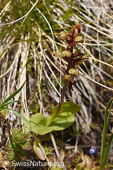 Foto: Grüne Hohlzunge (Coeloglossum viride). Ganze Pflanze.