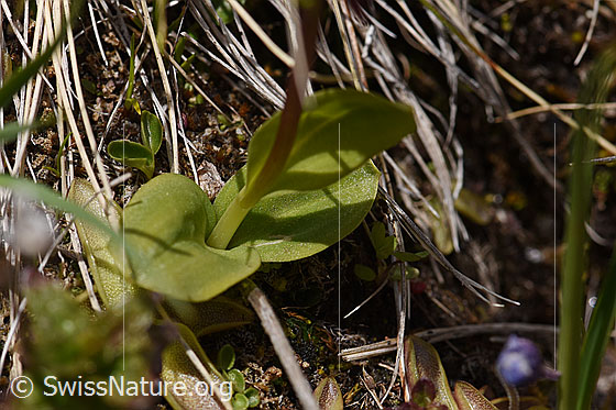 Foto: Grüne Hohlzunge (Coeloglossum viride). Blätter und Stängel.