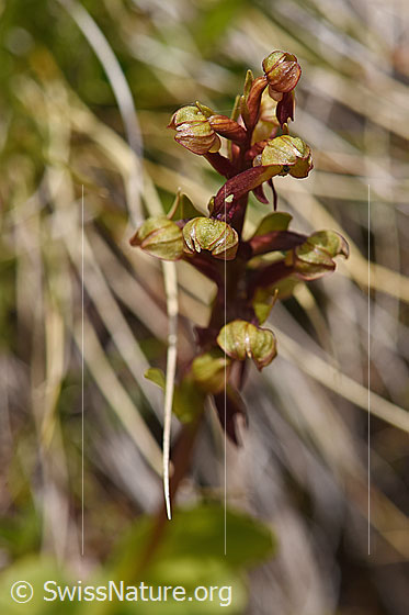 Foto: Grüne Hohlzunge (Coeloglossum viride). Blütenstand.