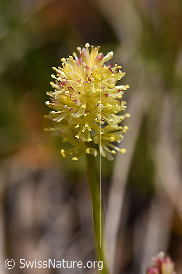 Kelch-Simsenlilie (Tofieldia calyculata)