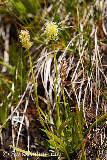 Photo: Tofieldia calyculata. Whole plant.