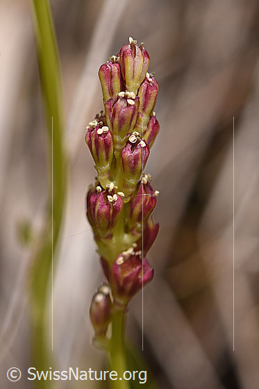 Photo: Tofieldia calyculata. Früchte. Fruits.