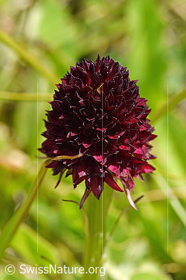 Foto: Schwarzes Männertreu (Nigritella rhellicani). Blüte. Wird auch Gewöhnliches Kohlröschen genannt.