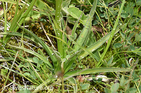 Foto: Schwarzes Männertreu (Nigritella rhellicani). Stängel und Blätter. Wird auch Schwarzes Kohlröschen genannt.