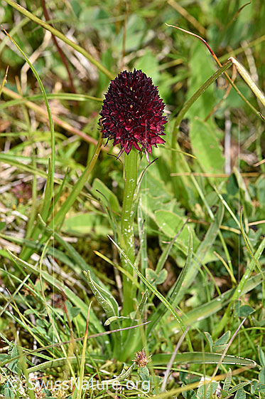 Foto: Schwarzes Männertreu (Nigritella rhellicani). Ganze Pflanze. Wird auch Schwarzes Kohlröschen genannt.