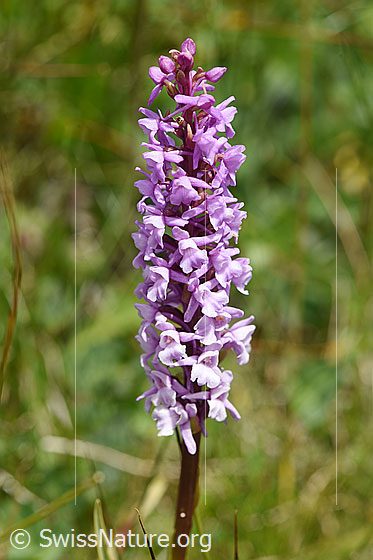 Foto: Langspornige Handwurz (Gymnadenia conopsea). Blütenstand.