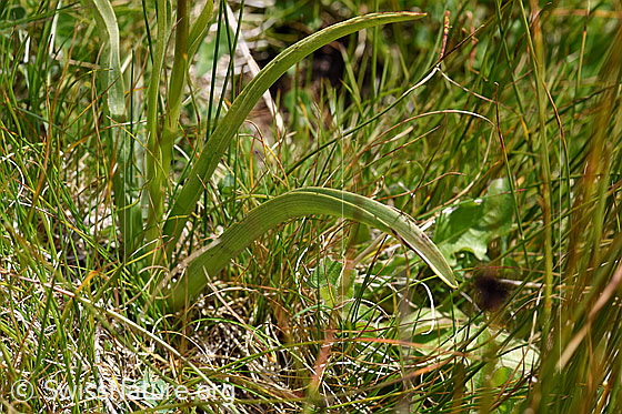 Foto: Langspornige Handwurz (Gymnadenia conopsea). Blätter.
