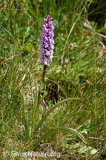 Foto: Langspornige Handwurz (Gymnadenia conopsea). Ganze Pflanze (Habitus).