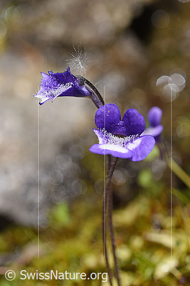 Dünnsporniges Fettblatt (Pinguicula leptoceras)