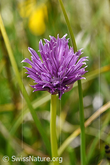 Foto: Schnittlauch (Allium schoenoprasum). Blüte.