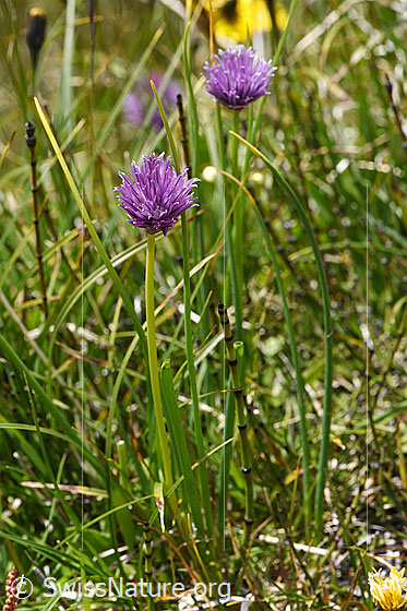 Foto: Schnittlauch (Allium schoenoprasum). Ganze Pflanze (Habitus).