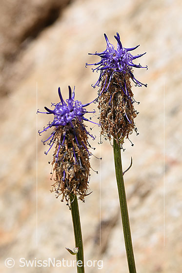 Betonienblättrige Rapunzel (Phyteuma betonicifolium)