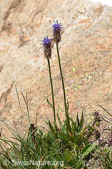 Foto: Betonienblättrige Rapunzel (Phyteuma betonicifolium). Ganze Pflanze (Habitus).