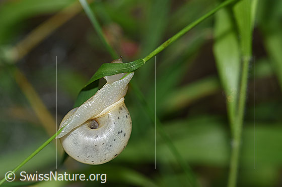 Photo: Aegopinella pura. The snail crawls up a thin blade of grass. View from below.