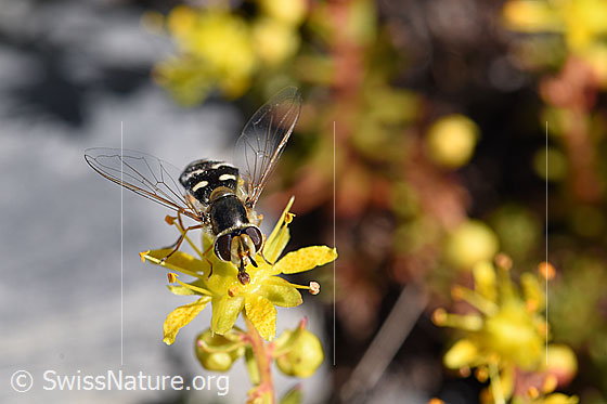 Foto: Späte Grossstirnschwebfliege (Scaeva pyrastri) auch Blasenköpfige Schwebfliege genannt, Weibchen, auf bewimpertem Steinbrech (Saxifraga aizoides). Ansicht von vorne.
