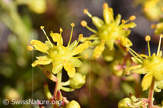 Bewimperter Steinbrech (Saxifraga aizoides)