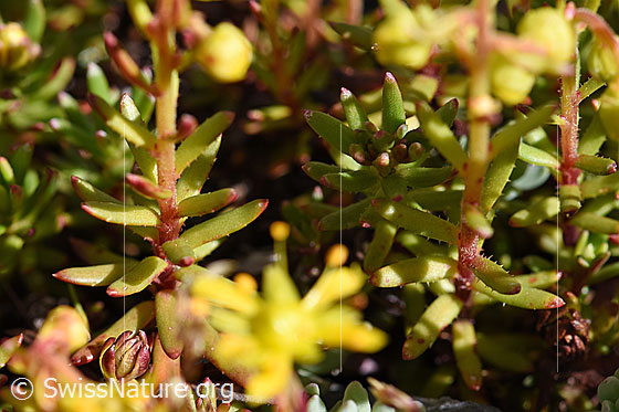 Foto: Bewimperter Steinbrech (Saxifraga aizoides). Blätter und Stängel.