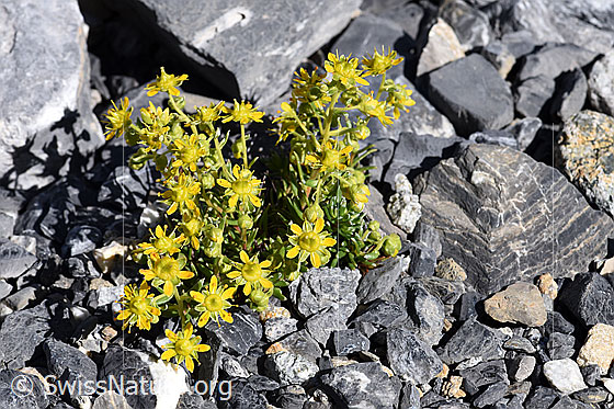 Foto: Bewimperter Steinbrech (Saxifraga aizoides). Ganze Pflanze.