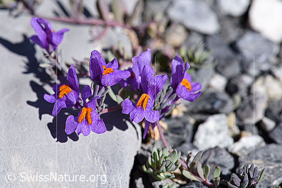 Foto: Alpen-Leinkraut (Linaria alpina). Blüten.