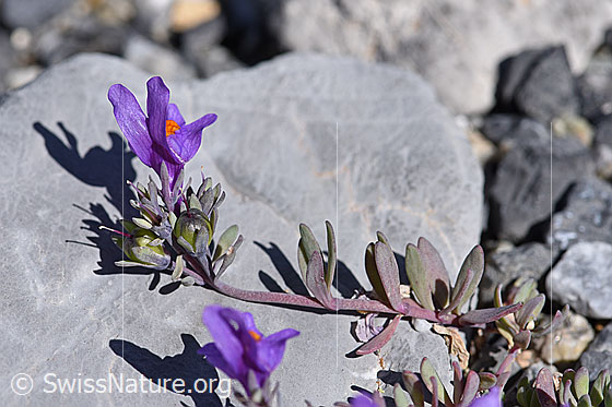 Foto: Alpen-Leinkraut (Linaria alpina). Ganze Pflanze.