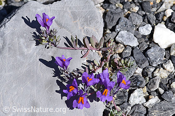 Foto: Alpen-Leinkraut (Linaria alpina). Ganze Pflanze.