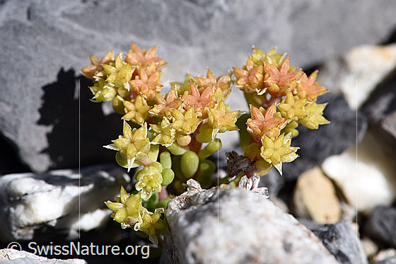 Foto: Dunkler Mauerpfeffer (Sedum atratum). Ganze Pflanze (Habitus).