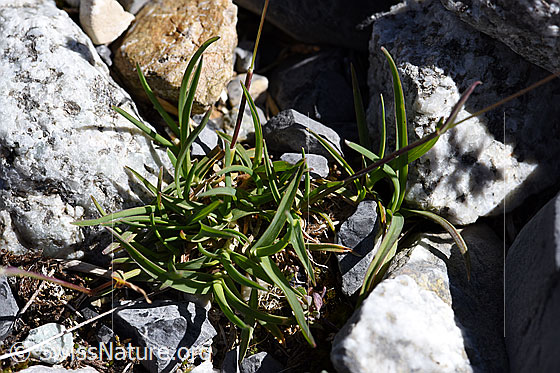 Foto: Alpen-Straussgras (Agrostis alpina). Grundblätter.