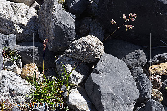 Foto: Alpen-Straussgras (Agrostis alpina). Ganze Pflanze.
