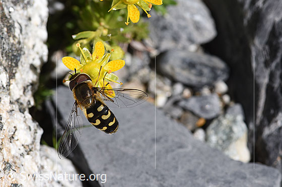 Foto: Mondfleck-Feldschwebfliege (Eupeodes luniger) auf Blüte des bewimperten Steinbrechs (Saxifraga aizoides)