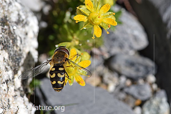 Foto: Mondfleck-Feldschwebfliege (Eupeodes luniger) an Blüte des bewimperten Steinbrechs (Saxifraga aizoides)