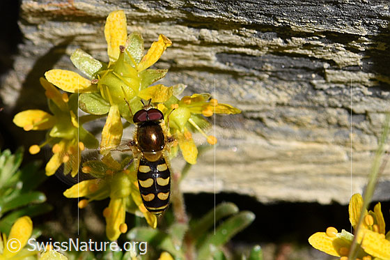 Mondfleck-Feldschwebfliege (Eupeodes luniger)