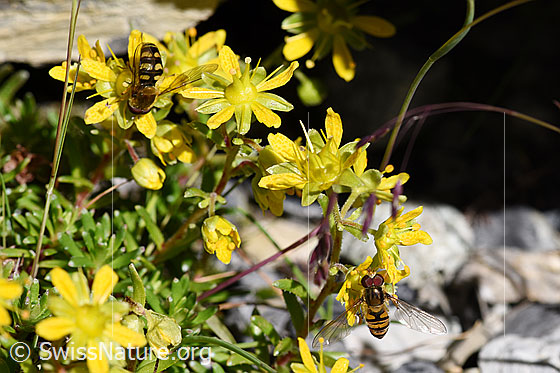 Foto: Mondfleck-Feldschwebfliege (Eupeodes luniger) und Hainschwebfliege (Episyrphus balteatus) an bewimpertem Steinbrech (Saxifraga aizoides)