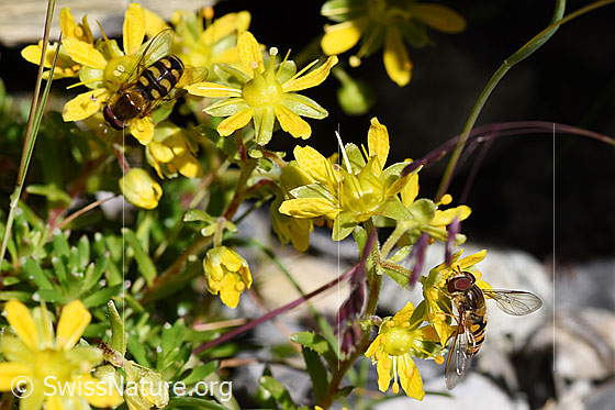 Foto: Mondfleck-Feldschwebfliege (Eupeodes luniger) und Hainschwebfliege (Episyrphus balteatus) an bewimpertem Steinbrech (Saxifraga aizoides)