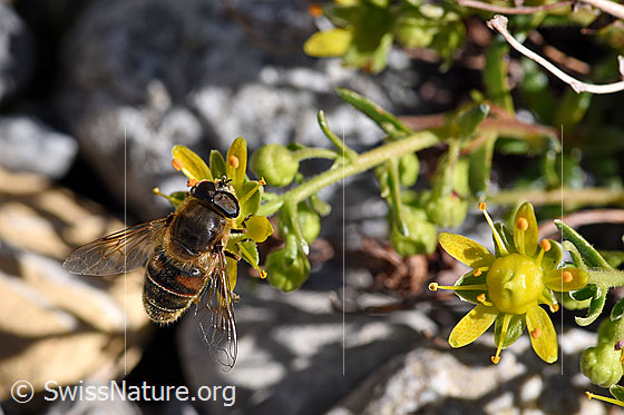 Photo: Eristalis tenax on Saxifraga aizoides
