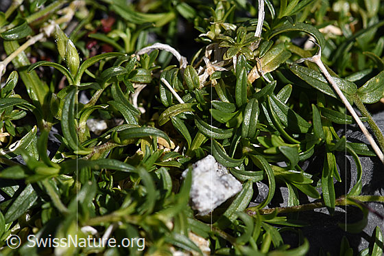 Foto: Dreigriffliges Hornkraut (Cerastium cerastoides). Blätter.