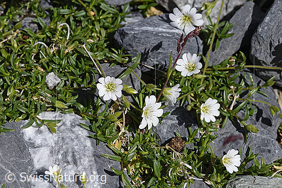 Foto: Dreigriffliges Hornkraut (Cerastium cerastoides). Gesamte Pflanze.